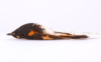 Media type: image;   Ornithology 190074 Description: Setophaga ruticilla;  Aspect: lateral